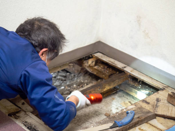 Best Health and Safety Mold Remediation in Fairlawn, VA