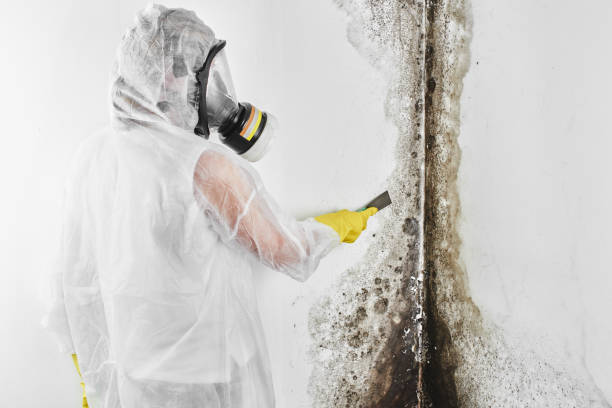 Best Bathroom Mold Remediation in Fairlawn, VA