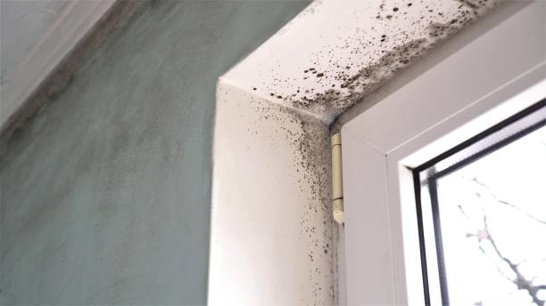 Best Emergency Mold Remediation in Fairlawn, VA