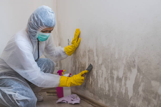 Reliable Fairlawn, VA Mold Remediation Solutions