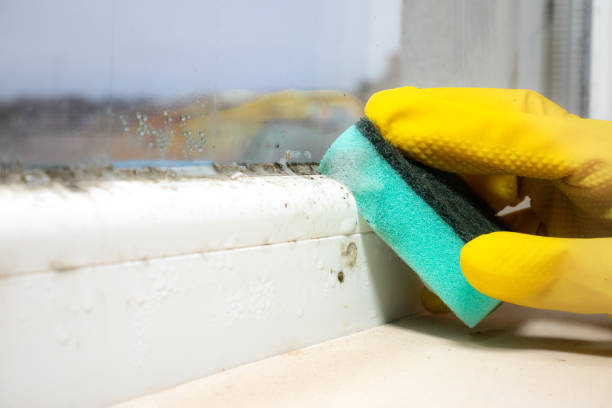 Best Insurance-Related Mold Remediation in Fairlawn, VA