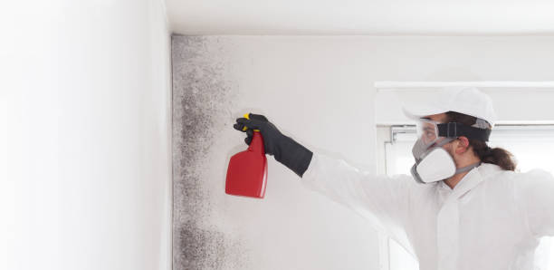 Best DIY Mold Remediation Support Services in Fairlawn, VA