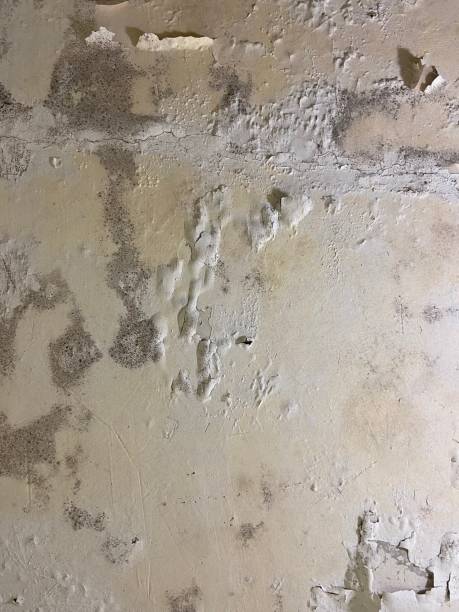 Best Black Mold Remediation in Fairlawn, VA