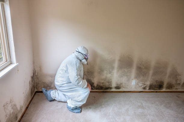 Best Health and Safety Mold Remediation in Fairlawn, VA
