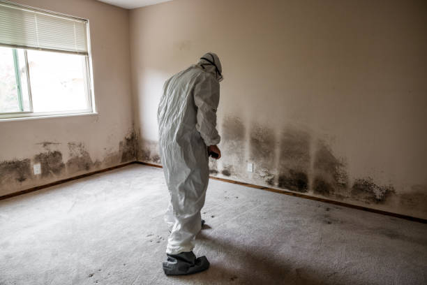  Fairlawn, VA Mold Removal Pros