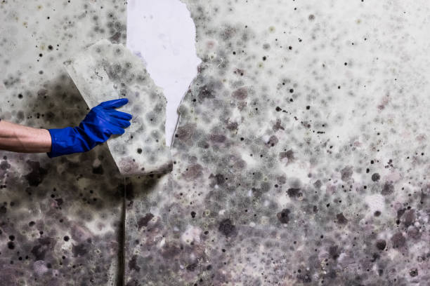 Best Residential Mold Remediation in Fairlawn, VA