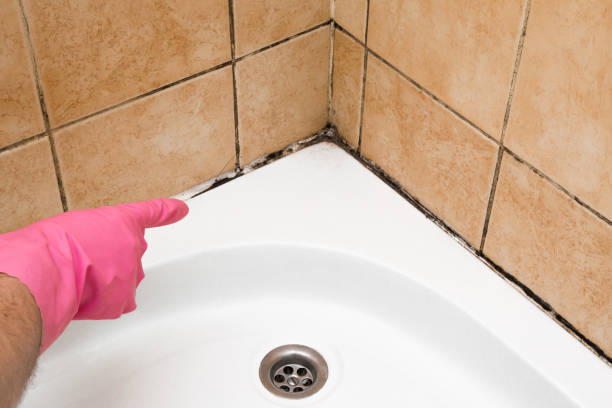 Best Basement Mold Remediation in Fairlawn, VA